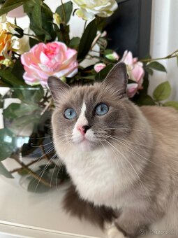 Predám Ragdoll mačíčku - 2