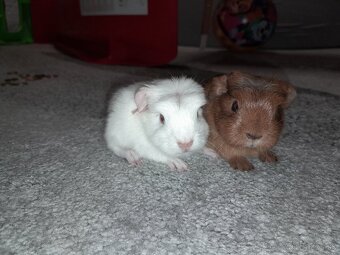 Morské prasiatka - 2