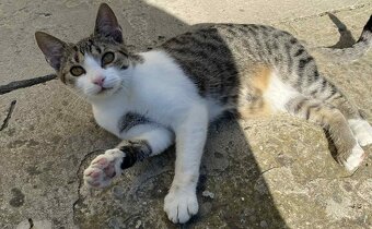 Darujem mačiatka - mačky - 2