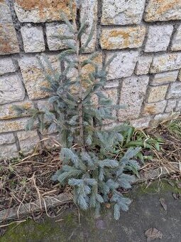 Živý vianočný stromček - 2