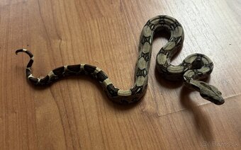 Veľhad královský, boa constrictor - mláďatá - 2