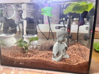 Zariadené Akvárium s bettou bojovnicou - 2
