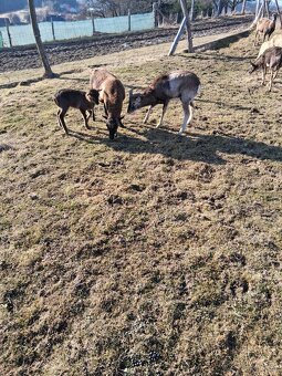 Predám  kamerunske ovce - 2