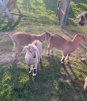 Predam kozliatka - 2