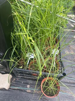 Miscanthus gracillimus a zebrinus - 2