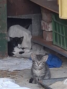 Domace mačiatka - 2
