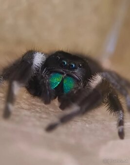 Skákavka Phidippus Regius - 2