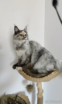 Maine Coon s PP - 2