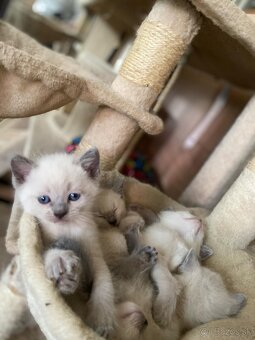 Ragdoll Blue - 2