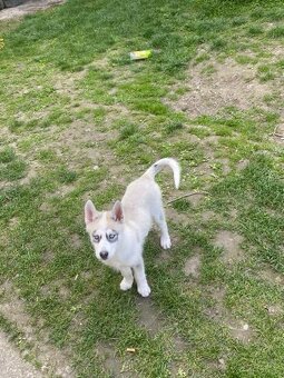 Predám fenku husky čisto krvná - 2