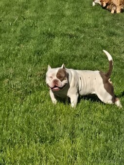 American bully pocet s PP - 2