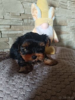 Mini Yorkshire terrier - 2