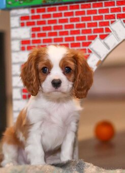 Šteniatka King Charles pripravené do nového domova - 2