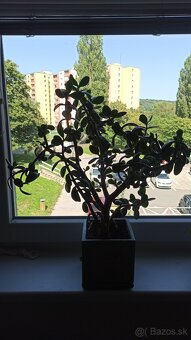 Tučnolist (Crassula ovata) - 2