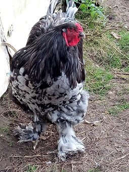 Mladé kohúty brahman - 2