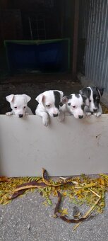 Jack Russell teriér - 2