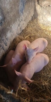 Predam odstavcata - 2