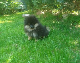 Predám fenku pomeraniana sPP FCI - 2