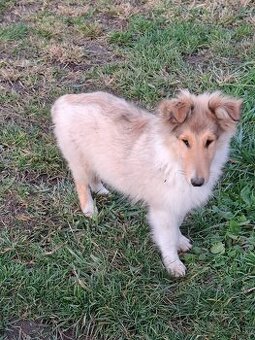 Kólia dlhosrstá - 2