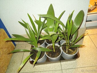 Mrazuvzdorne palmy - 2