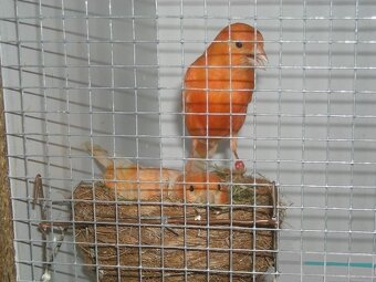 Cydectin na liecbu plucnych  roztocov u vtakov - 2