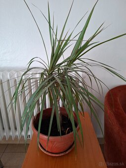 Dracenia  izbová rastlina - 2