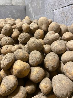 Predám konzumne zemiaky - 2