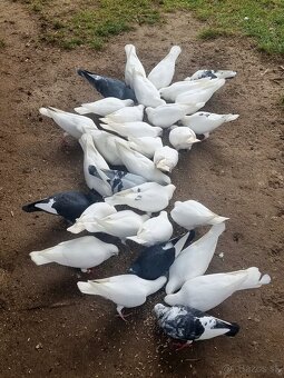 BIELE POŠTOVÉ HOLUBY - 2