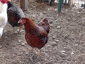 Wyandotkak zdrobnela - 2