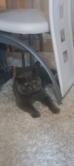 Britsky kocur krytie - 2