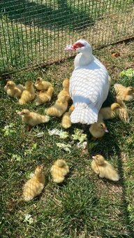 Predám kačky za lacno - 2