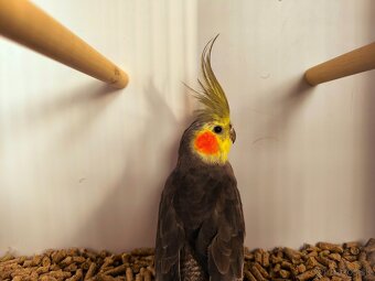 korely výstavný typ - 2