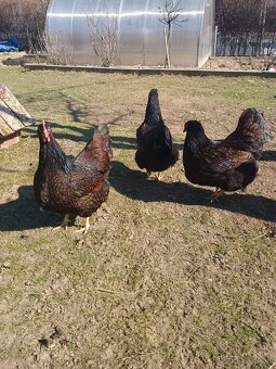 Predám násadove vajíčka. - 2