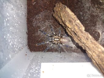 Tarantula - 2