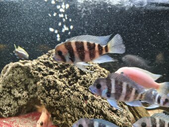 Frontosa Burundi - 2