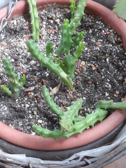 Stapelia. - 2