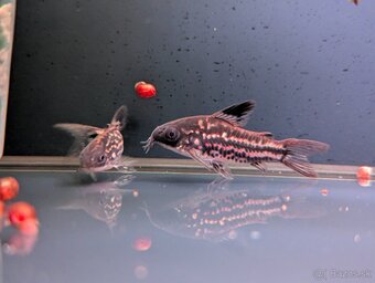 pancierniček drobný - corydoras nanus - 2