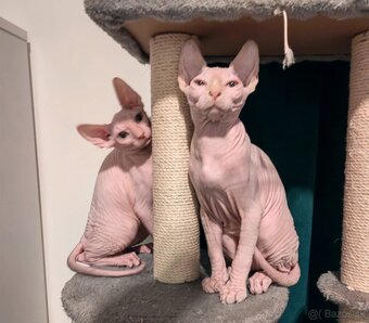 SPHYNX - 2