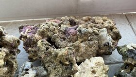 Predám živé kamene do morského akvária - 2