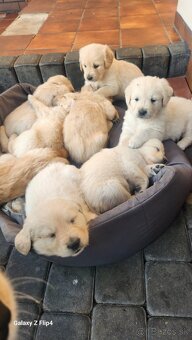 Zlatý retriever - 2
