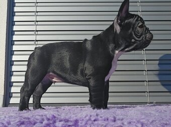 Francúzsky buldoček s PP, FCI - 2