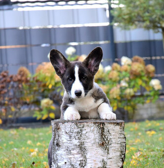 Welsh Corgi Chlapec je pripravený na vyzdvihnutie - 2
