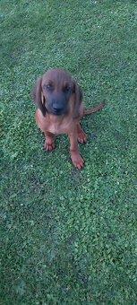 Bavorsky farbiar - 2