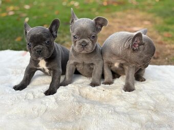 Francúzsky buldoček - 2