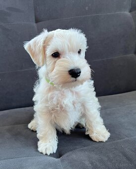 Bradáč malý biely s PP - 2