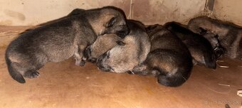 Československý vlčiak bez PP - 2