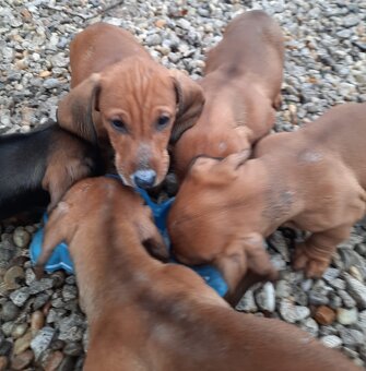 Predám šteniatka Jazvečík krátkosrstý - 2