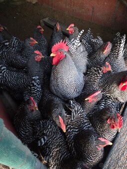 Predam nasadove vajička plemena Amrox - 2