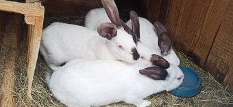 Predám 4 mesačne králiky - 2