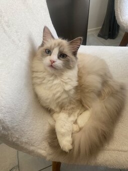 Radgoll mačiatko - 2